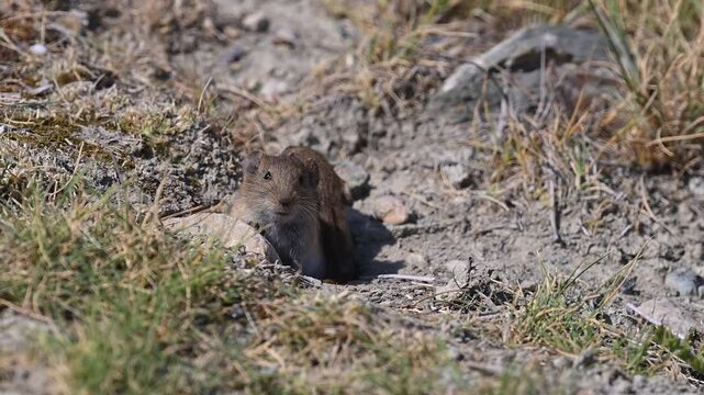 The curious field mouse (Microtus) that has left its burrow is searching for food among the grasses.