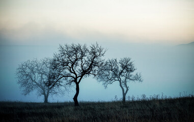 Fototapeta premium tree silhouette in a foggy landscape