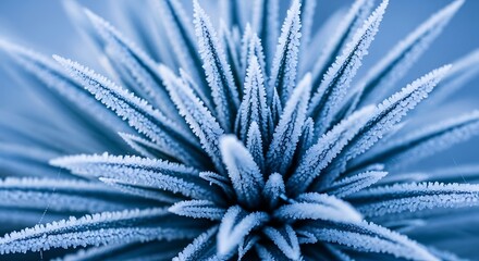Close-up of spiky plant coated in glistening frost crystals against a blurred blue backdrop