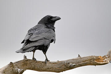a beautiful black raven in the mountains