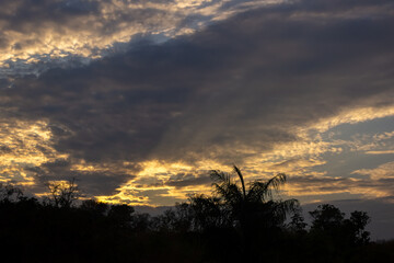 Obraz premium Silhouette of a coconut tree at sunset in the tropics