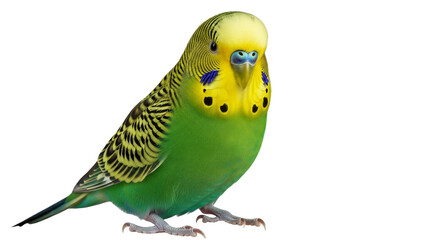 parrot on white background © Hachi