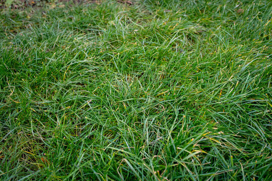 Lush Green Grass Texture Background for Natural Beauty and Serene Landscapes: Ideal for Outdoor, Spring, and Summer Themes, Representing Growth, Freshness, and Tranquility