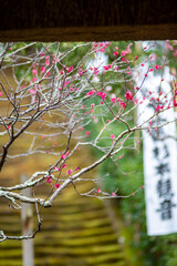鎌倉26216　杉本寺1　紅梅