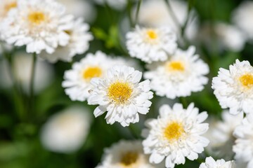 Obraz premium Close up of feverfew (tanacetum parthenium) flowers in bloom