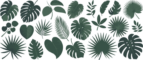 leaf exotic plant frond shapes botanical study vector illustration © AIcon Star