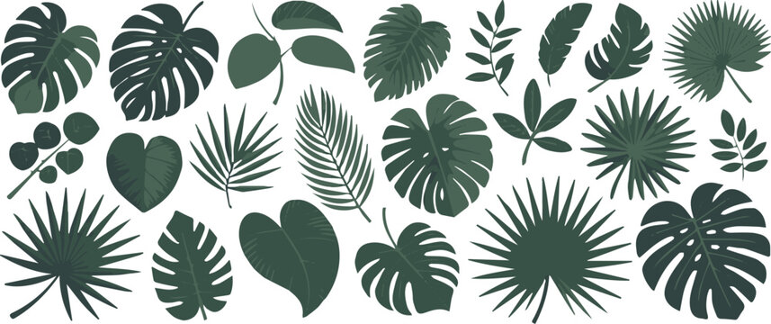leaf exotic plant frond shapes botanical study vector illustration