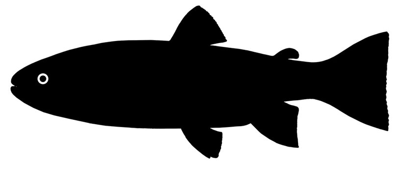 Big rainbow trout silver flet. River fish side view, illustration isolate realistic on white background.