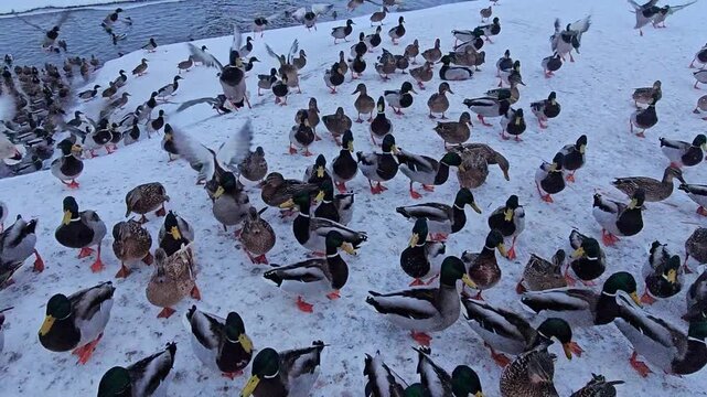 Large flock of mallard ducks gathered on a snowy riverbank in winter. Wild birds walking on snow, quacking, and flapping wings in their natural habitat. Dynamic wildlife scene during cold season.
