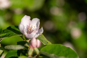 Obraz premium Close up of a pink quince (cydonia oblonga) flower in bloom