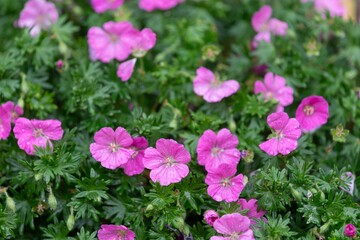 Fototapeta premium Close up of pink bloody geraniums (geranium sanguineum) flowers in bloom