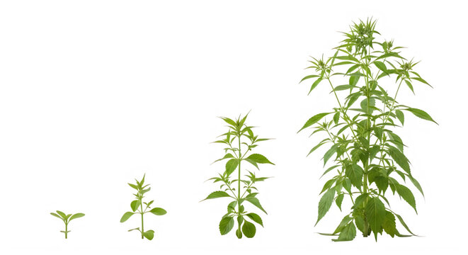 Three stages of cannabis plant growth isolated on transparent background