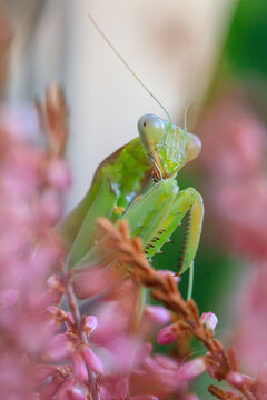 Close-up view of a green mantis among pink blossoms