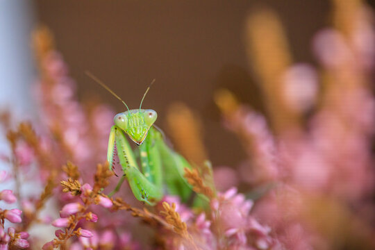 Praying mantis on pink flowers in a macro photograph