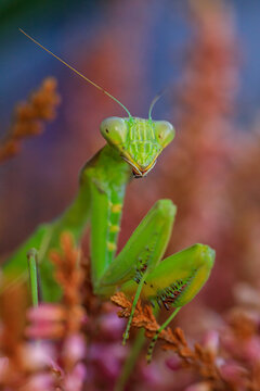 Close-up of a praying mantis perched on a colorful plant
