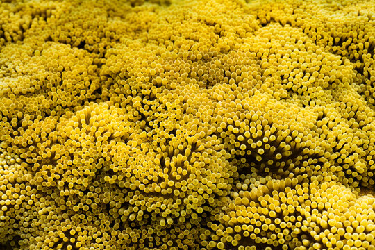Vibrant yellow coral in French Polynesia waters