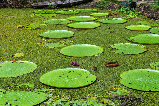 Victoria amazonica flower at Museu da Amazonia, MUSA in Manaus, Brazil. The largest of the water lily family