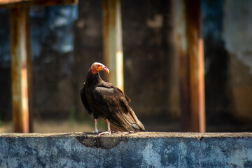 Black vulture sitting on the wall. Vultur gryphus , Venezuela
