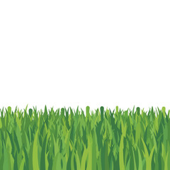 Fresh Green Grass Border on White Background