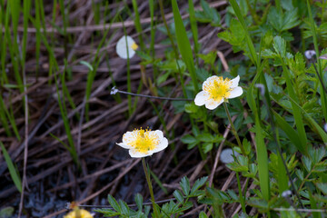 チングルマ　神仙沼