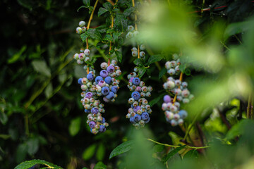  Ripe blueberries on a branch with green leaves 
