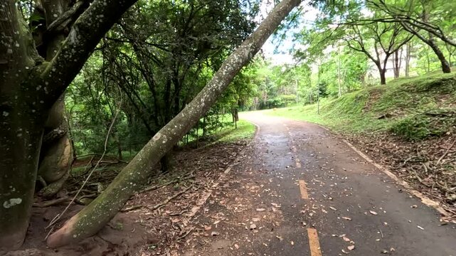 A Tree in a Public Park falling over due to a termite infestation causing a safety hazard.