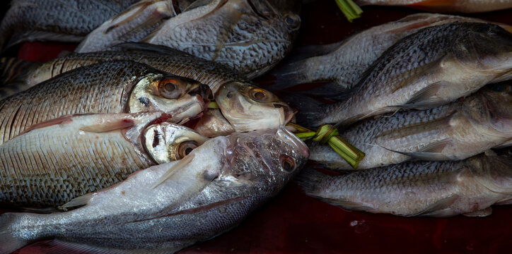 fresh fish at a market in Peru