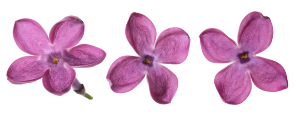 Lilac blossoms isolated on white. Set of florets