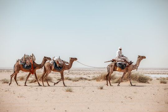 Man and Camels Crossing the Arid North of Chad