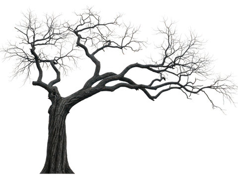 A black and white drawing of a tree with no leaves