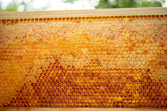 Honeycomb filled with honey from the beehive