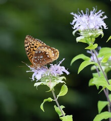 Gulf Fritillary Butterfly on a Lavender Wild Bergamot or Bee Balm Flower