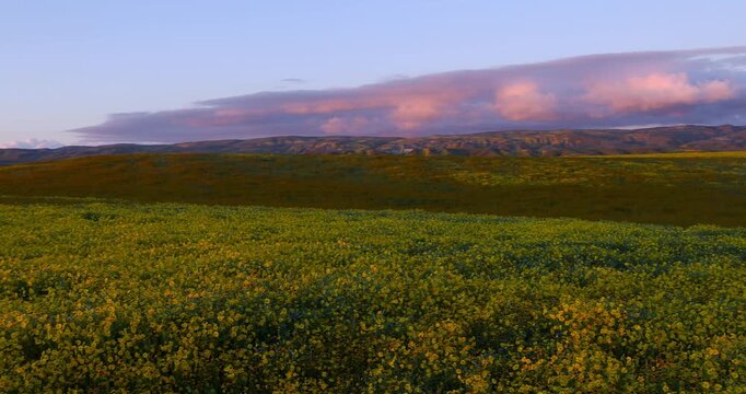 Pink sunset clouds moving over a wildflower field in Carrizo plain national monument, California.