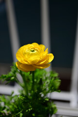 春に開花するラナンキュラスの花