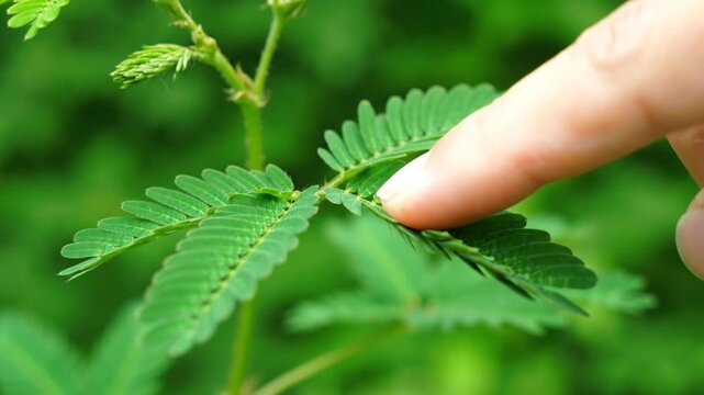 Exploring Fresh Green Leaves in Natural Light