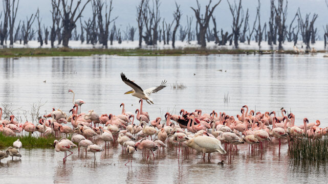 Pelican flyng over flock of flamingos in Lake Nakuru National Park in Kenya Africa KEN