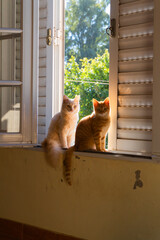 Dos gatos parados sobre una ventana.