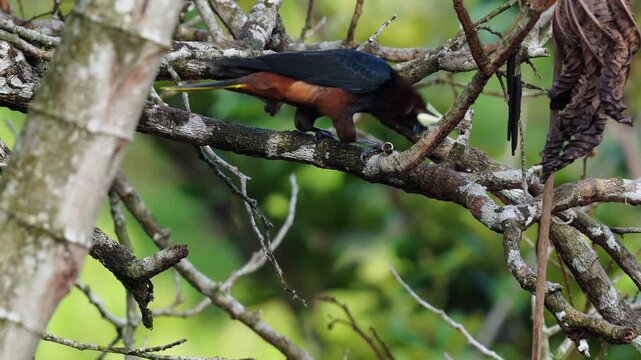 A Chestnut-headed Oropendola (Psarocolius wagleri) actively foraging for insects among tree leaves in a tropical environment. This clip captures natural feeding behavior, ideal for wildlife documentar