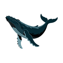 Obraz premium Humpback whale gracefully swims upwards in deep blue water illustrating marine biology and ocean.