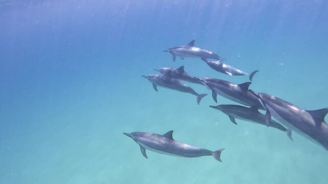 Slow motion video of a pod of spinner dolphins swimming in the crystal clear water of Oahu, Hawaii.