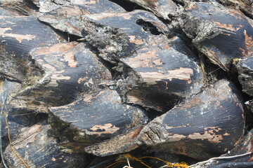 Close up of a tree trunk texture floating by the beach.