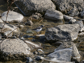 川の岩場を歩くセグロセキレイ