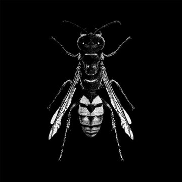 Hand-drawn vector illustration of a Beewolf wasp in vintage engraving style. Monochrome insect artwork featuring precise linework, textured shading, and symmetrical composition.