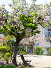 春の公園に咲く桜