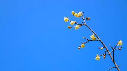 青空とロウバイ