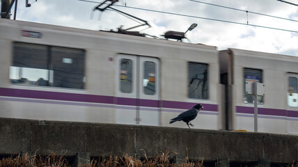 カラスと走る電車