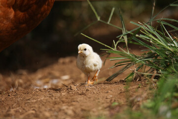 ヒヨコ © yamasan