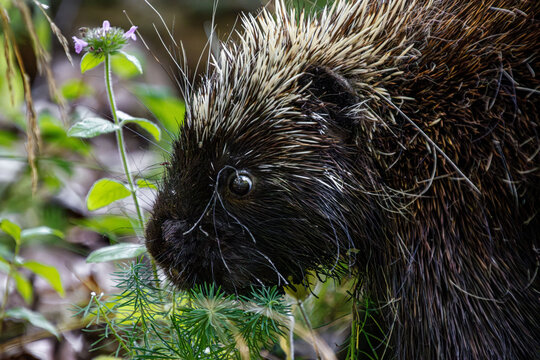 shy curious baby porcupine hiding in cypress spurge plants close-up