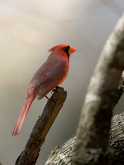 Backlit northern cardinal