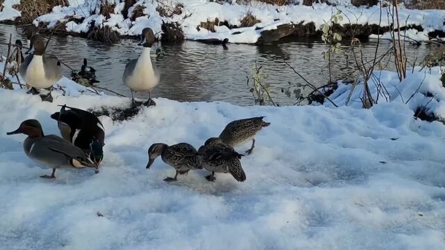 A diverse group of pintail ducks gathers on the snowy bank beside a partially frozen winter stream searching for food.